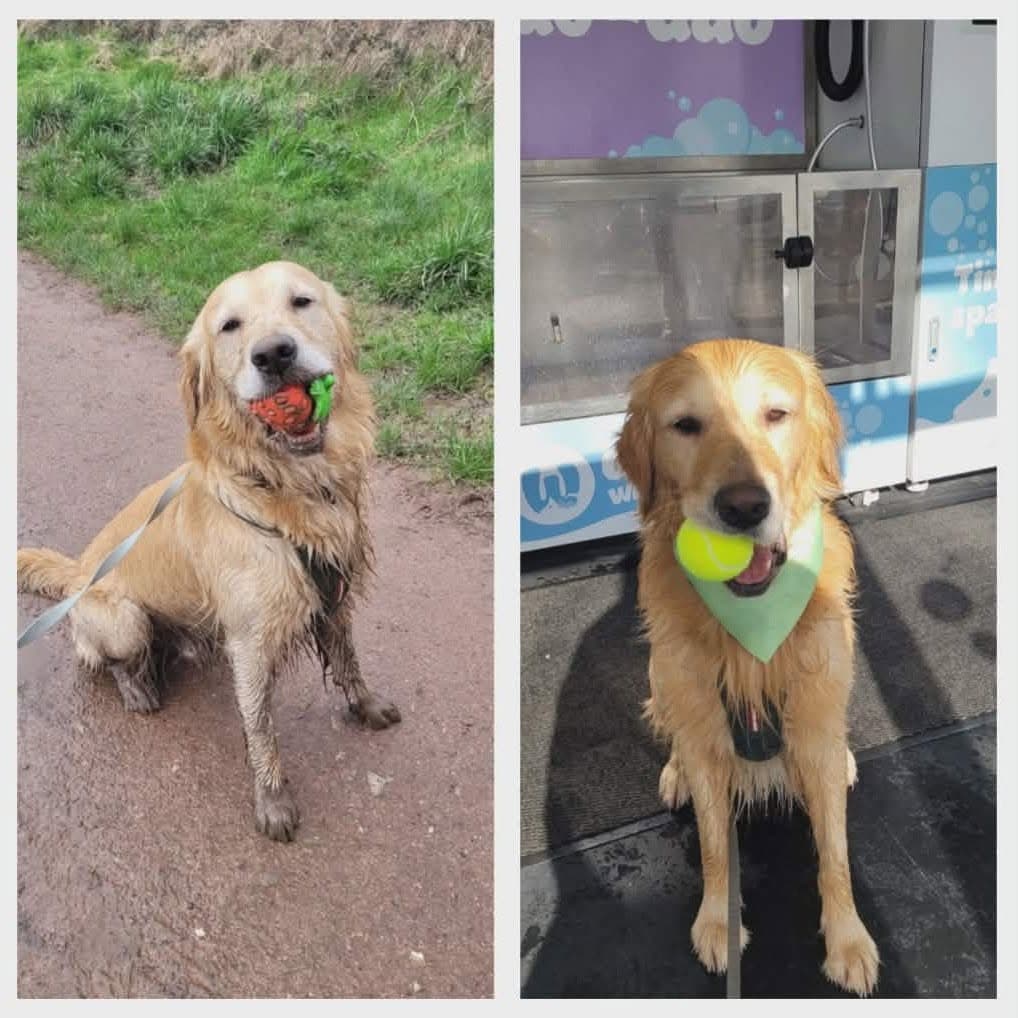 Golden Retriever before and after a dog wash in Cardiff